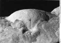 Historisches Foto von Decapoda indet. (NHMW-AFW-GEO-BACHMAYER-FOTO-1990-0041-3564)